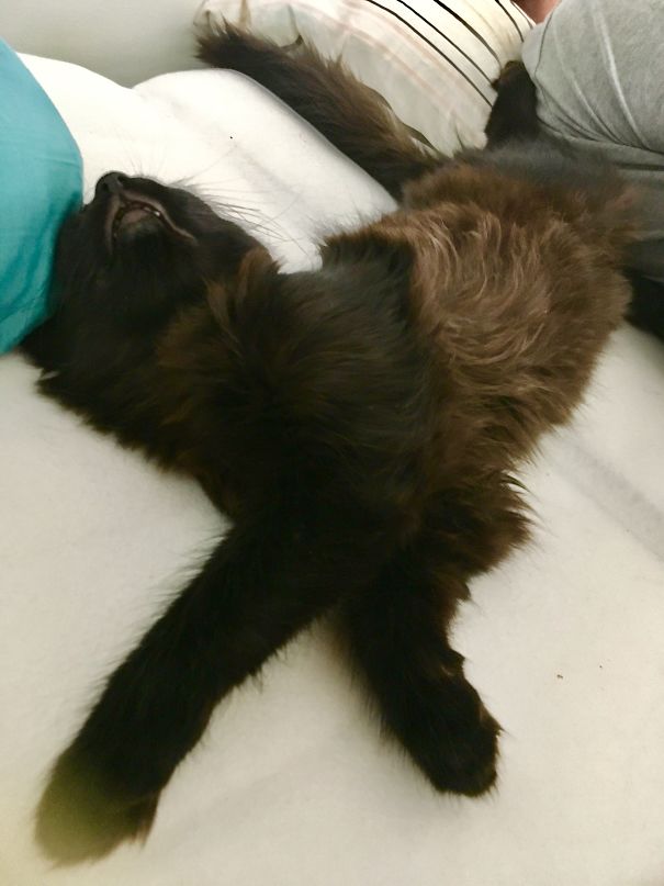 I Woke Up 5:30a.m. To This And Feeling There's Not Enough Room For Me In The Bed...