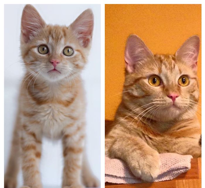 Bobby - Our Foster Fail