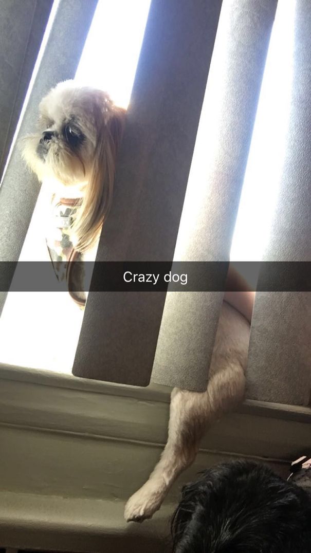 My Dog Likes To Sit On Window Sills Like A Cat...Too Bad He Doesn't Really Fit