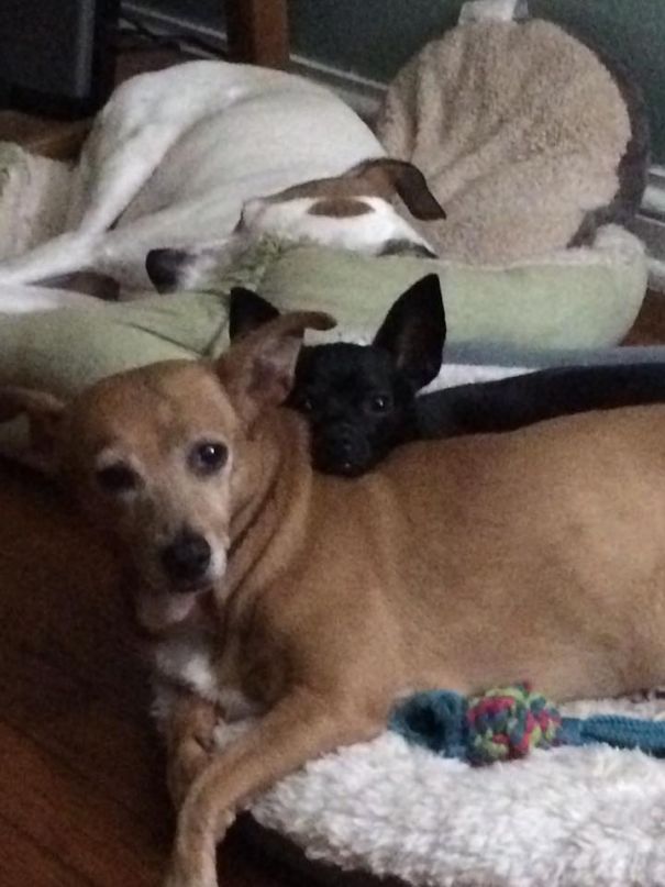 Woke Up To This Dog Pile