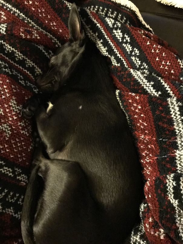 Took A Nap And Woke Up To This Little Cutie