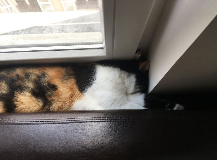 Free Insulation For Windows...