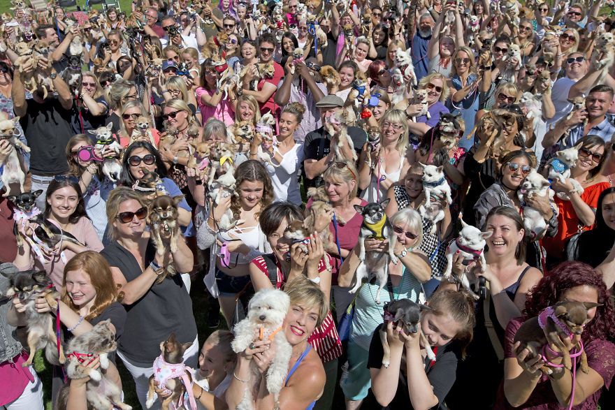 Someone Threw A Festival Just For Chihuahuas And The Pictures Will Make Your Day. Someone Threw A Festival Just For Chihuahuas And The Pictures Will Make Your Day.