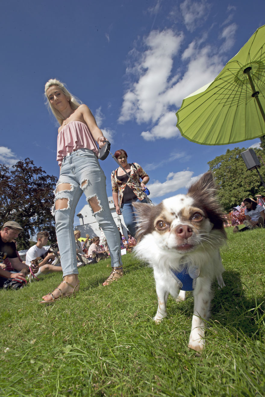 Someone Threw A Festival Just For Chihuahuas And The Pictures Will Make Your Day.