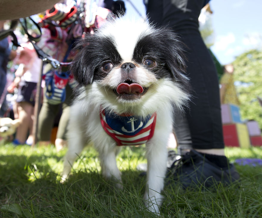 Someone Threw A Festival Just For Chihuahuas And The Pictures Will Make Your Day. Someone Threw A Festival Just For Chihuahuas And The Pictures Will Make Your Day.