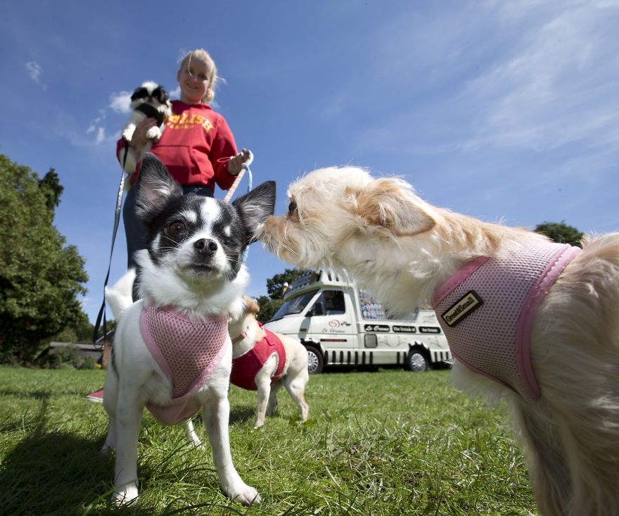 Someone Threw A Festival Just For Chihuahuas And The Pictures Will Make Your Day. Someone Threw A Festival Just For Chihuahuas And The Pictures Will Make Your Day.