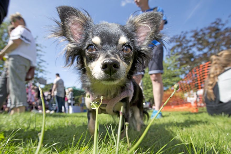 Someone Threw A Festival Just For Chihuahuas And The Pictures Will Make Your Day.