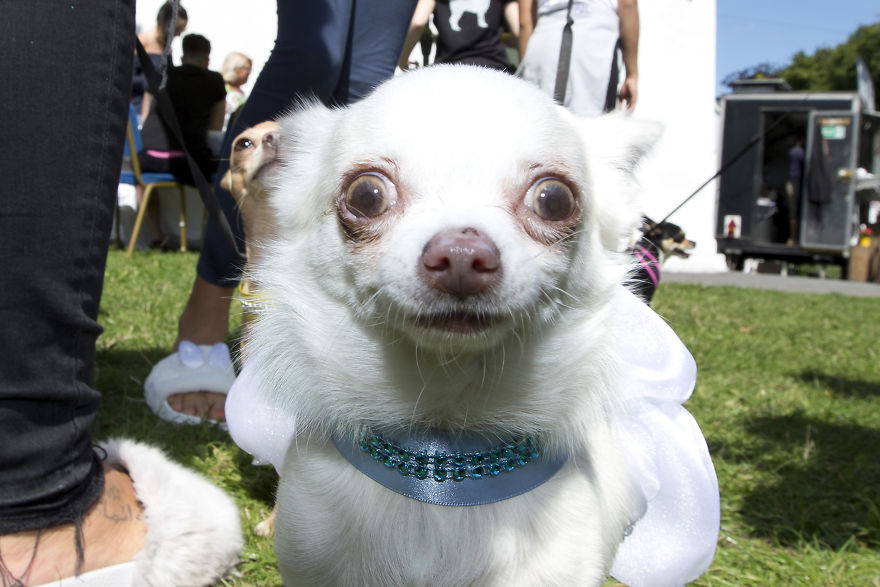 Someone Threw A Festival Just For Chihuahuas And The Pictures Will Make Your Day.