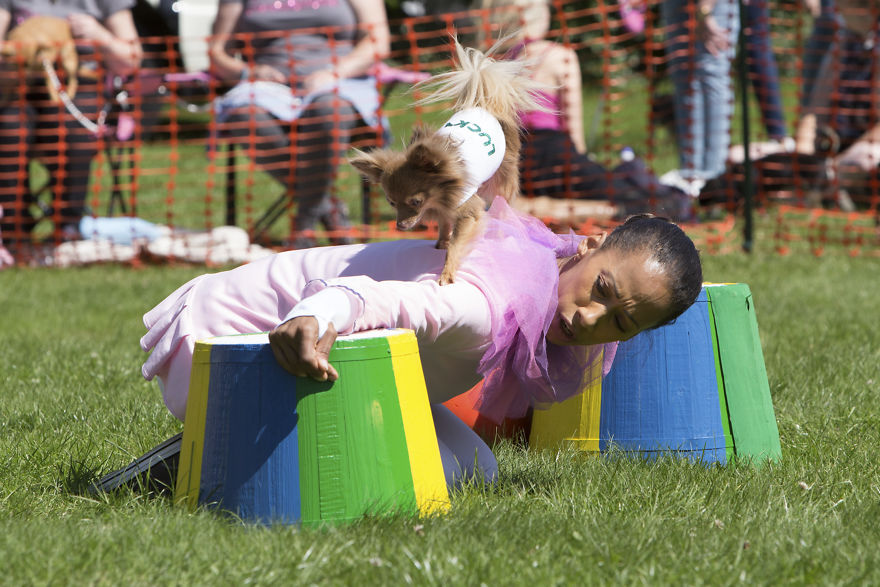 Someone Threw A Festival Just For Chihuahuas And The Pictures Will Make Your Day.