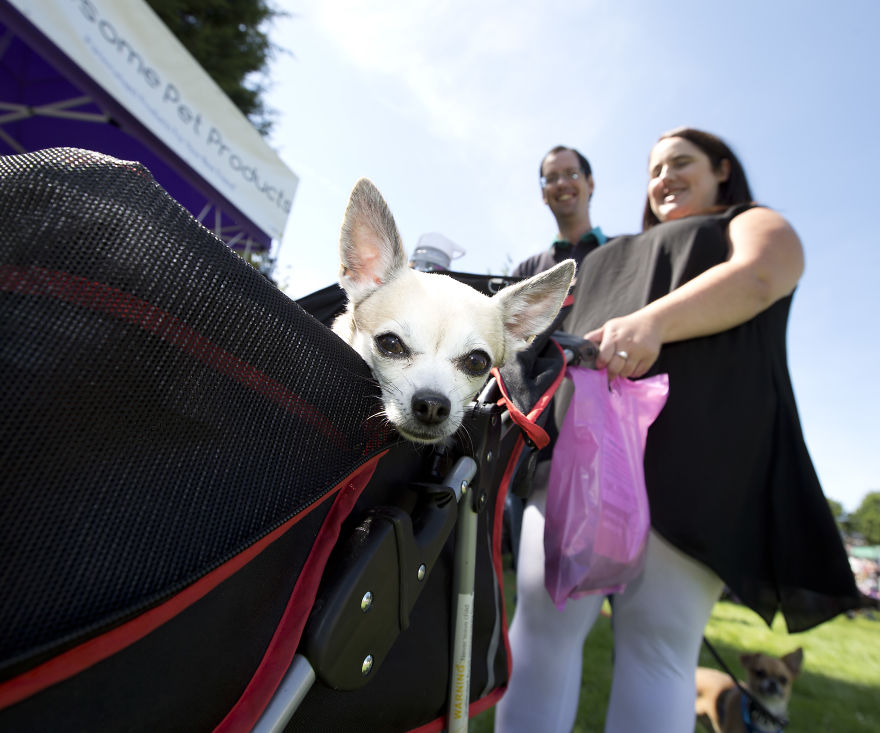 Someone Threw A Festival Just For Chihuahuas And The Pictures Will Make Your Day. Someone Threw A Festival Just For Chihuahuas And The Pictures Will Make Your Day.