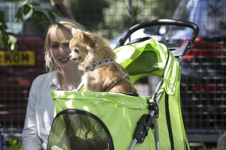 Someone Threw A Festival Just For Chihuahuas And The Pictures Will Make Your Day. Someone Threw A Festival Just For Chihuahuas And The Pictures Will Make Your Day.