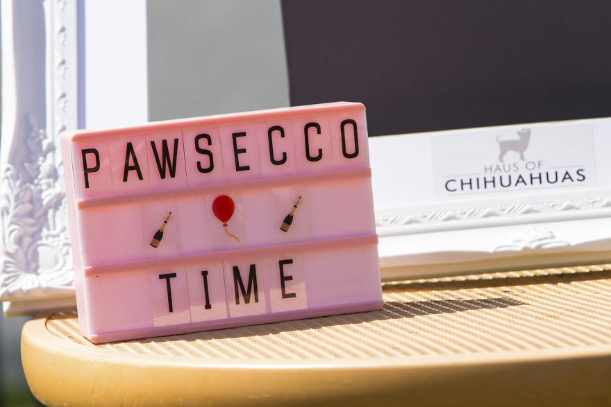 Someone Threw A Festival Just For Chihuahuas And The Pictures Will Make Your Day. Someone Threw A Festival Just For Chihuahuas And The Pictures Will Make Your Day.