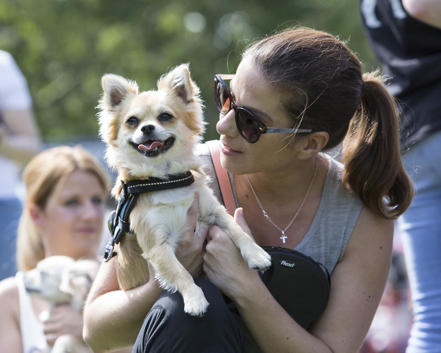 Someone Threw A Festival Just For Chihuahuas And The Pictures Will Make Your Day. Someone Threw A Festival Just For Chihuahuas And The Pictures Will Make Your Day.