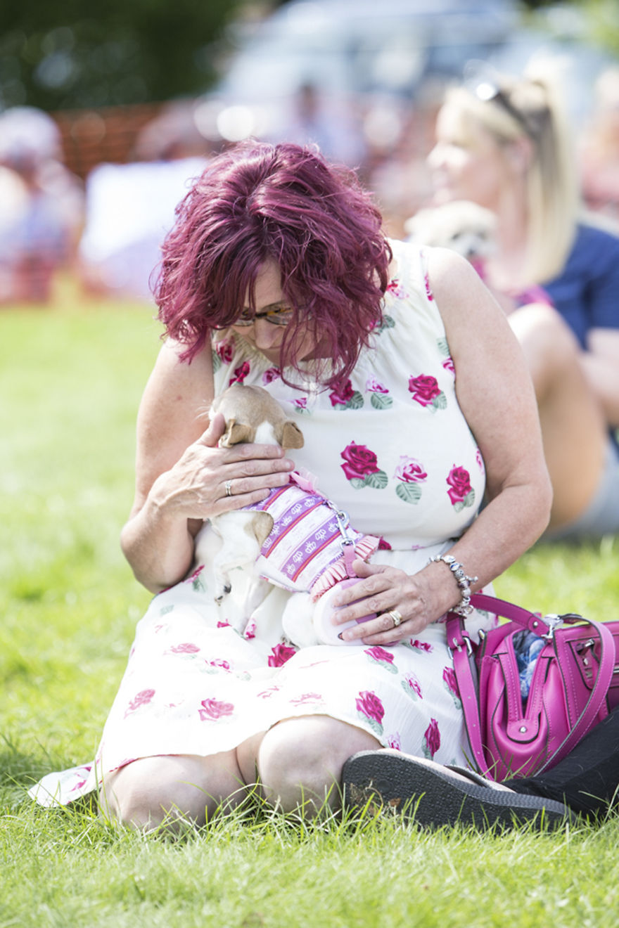 Someone Threw A Festival Just For Chihuahuas And The Pictures Will Make Your Day. Someone Threw A Festival Just For Chihuahuas And The Pictures Will Make Your Day.