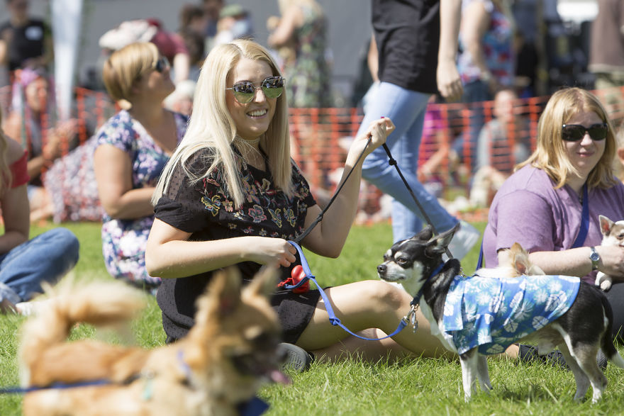 Someone Threw A Festival Just For Chihuahuas And The Pictures Will Make Your Day.