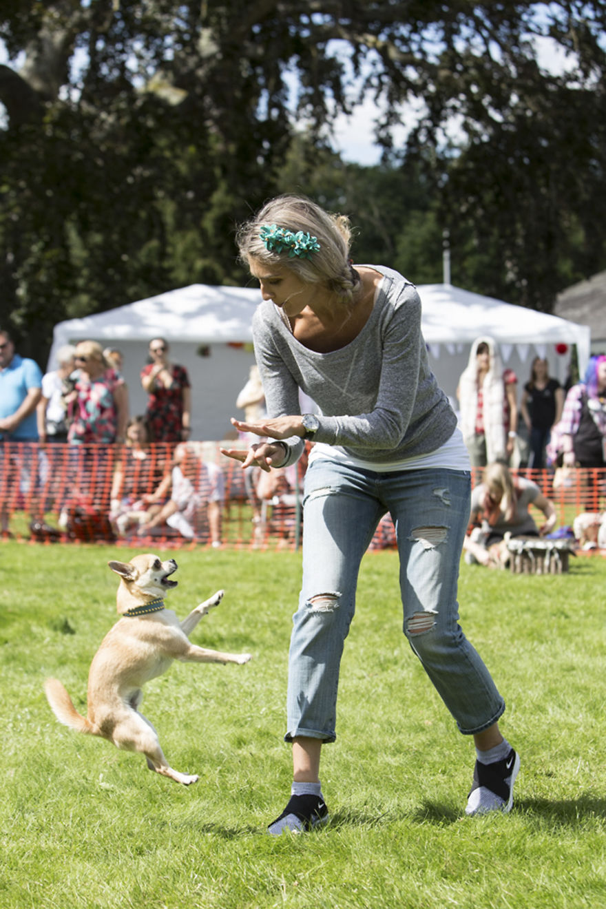 Someone Threw A Festival Just For Chihuahuas And The Pictures Will Make Your Day. Someone Threw A Festival Just For Chihuahuas And The Pictures Will Make Your Day.