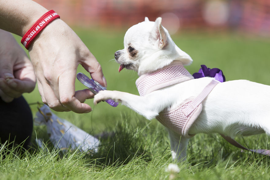 Someone Threw A Festival Just For Chihuahuas And The Pictures Will Make Your Day.