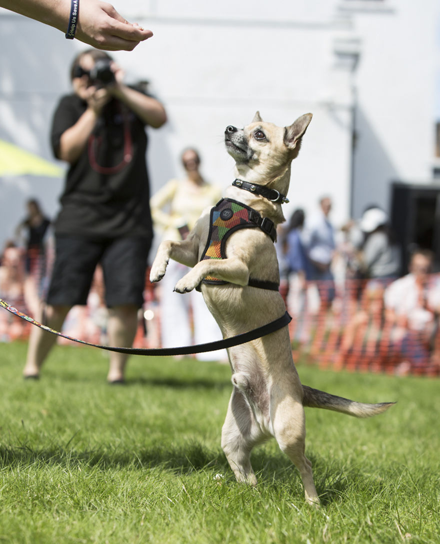 Someone Threw A Festival Just For Chihuahuas And The Pictures Will Make Your Day.