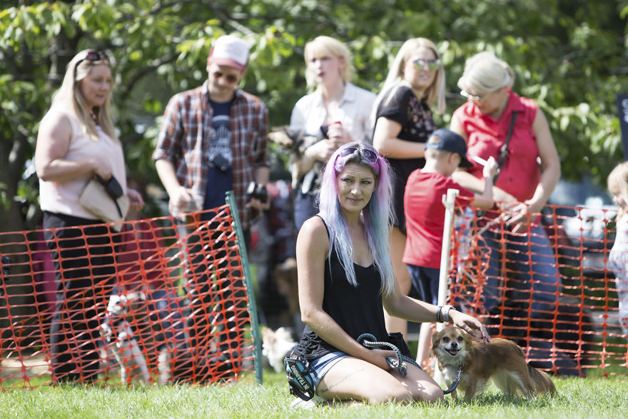 Someone Threw A Festival Just For Chihuahuas And The Pictures Will Make Your Day. Someone Threw A Festival Just For Chihuahuas And The Pictures Will Make Your Day.