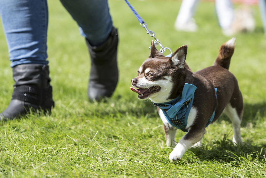 Someone Threw A Festival Just For Chihuahuas And The Pictures Will Make Your Day.
