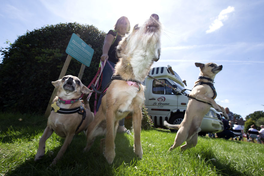 Someone Threw A Festival Just For Chihuahuas And The Pictures Will Make Your Day.