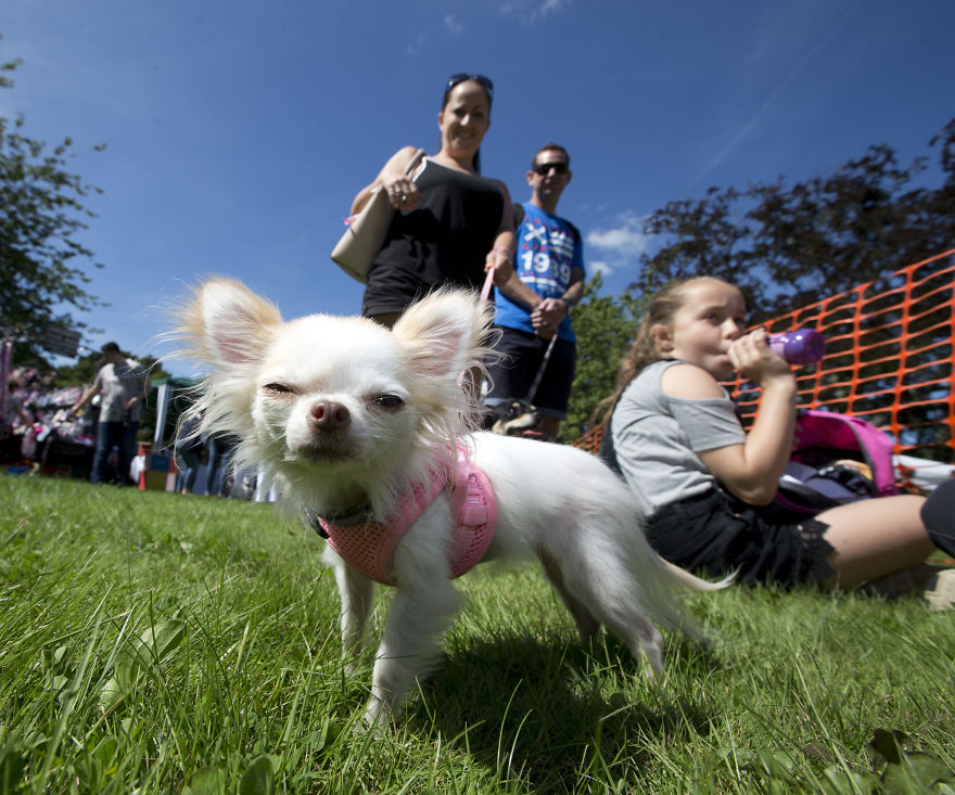Someone Threw A Festival Just For Chihuahuas And The Pictures Will Make Your Day.