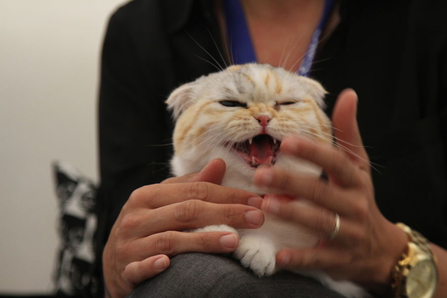 Cat Con Is A Thing, And You Definitely Want To Experience It!