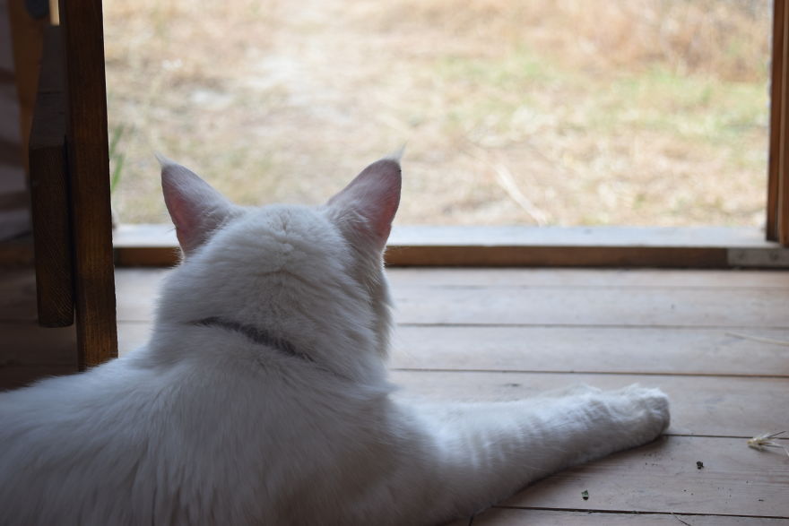 Cezar, The Most Travelled Cat In The World, With 14 Countries Under His Paws
