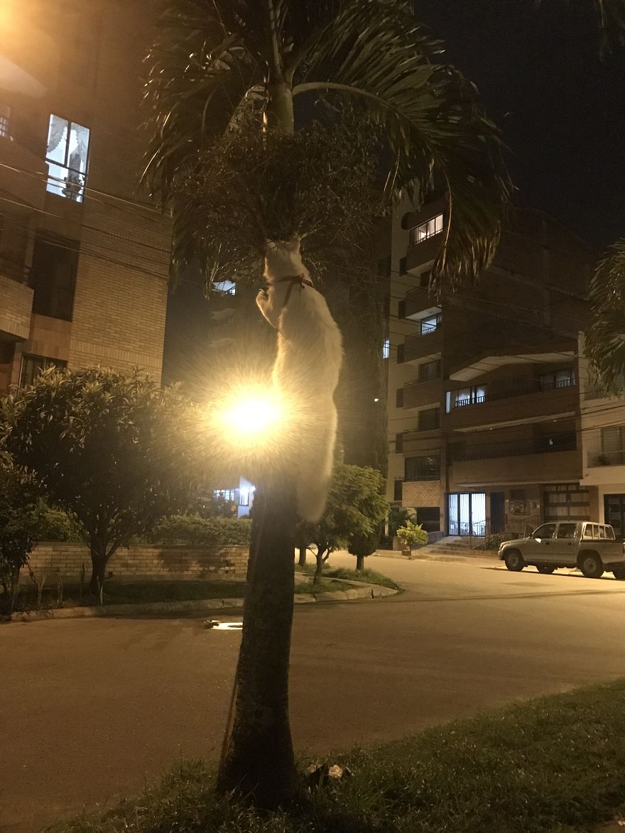 Cezar, The Most Travelled Cat In The World, With 14 Countries Under His Paws Cezar, The Most Travelled Cat In The World, With 14 Countries Under His Paws