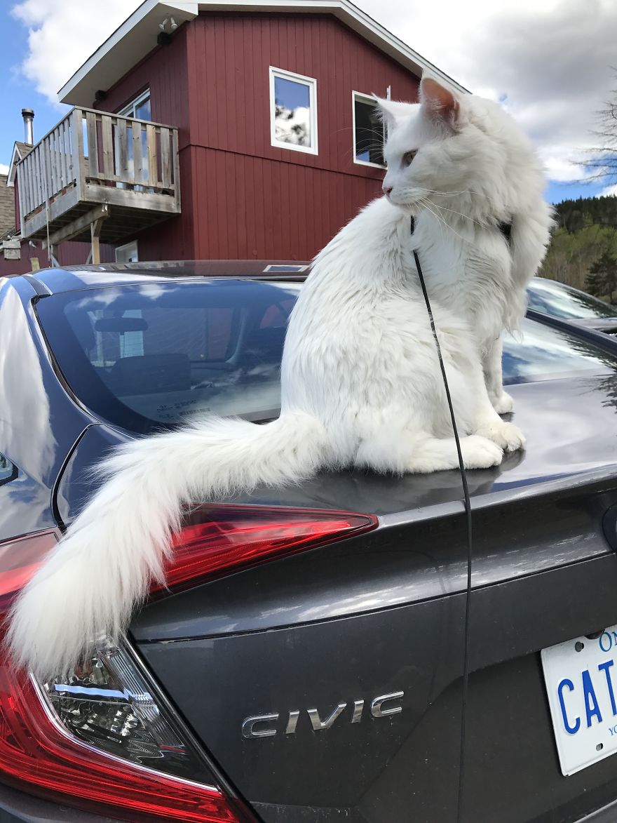 Cezar, The Most Travelled Cat In The World, With 14 Countries Under His Paws