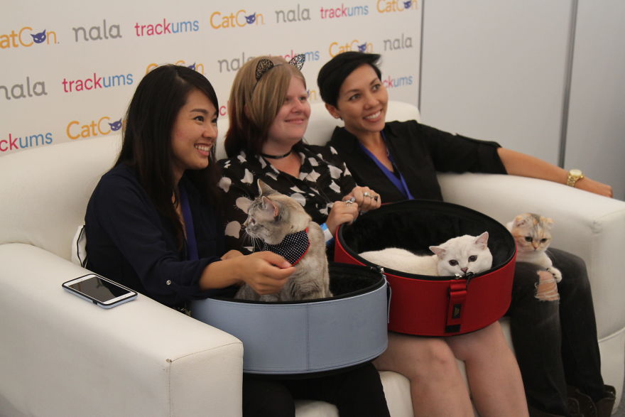 Cat Con Is A Thing, And You Definitely Want To Experience It! Cat Con Is A Thing, And You Definitely Want To Experience It!