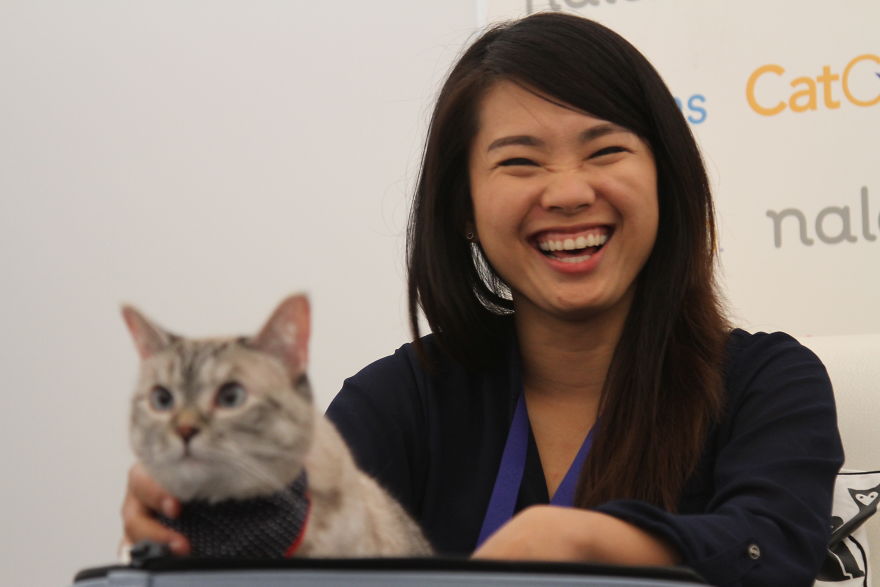 Cat Con Is A Thing, And You Definitely Want To Experience It! Cat Con Is A Thing, And You Definitely Want To Experience It!