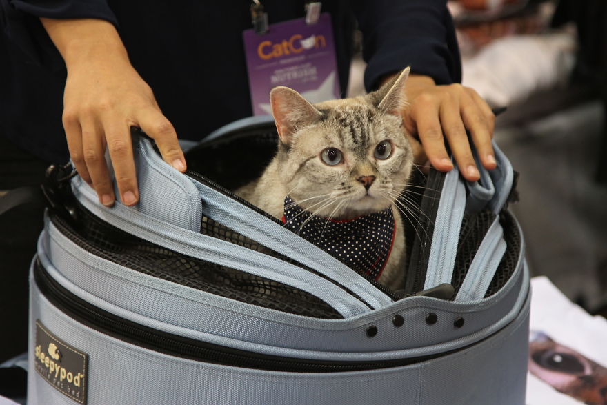 Cat Con Is A Thing, And You Definitely Want To Experience It!