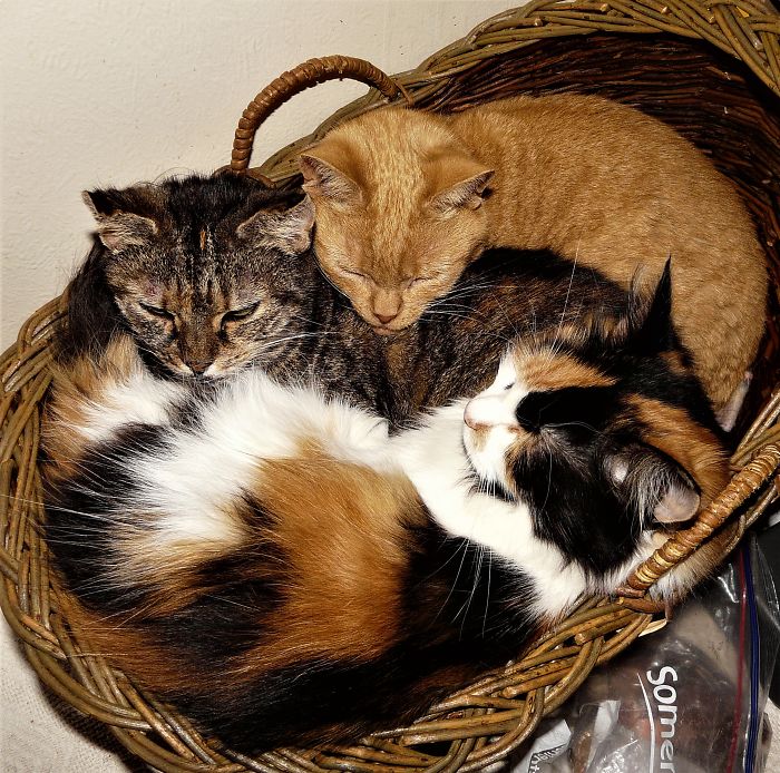 Willow, Casper And Callie