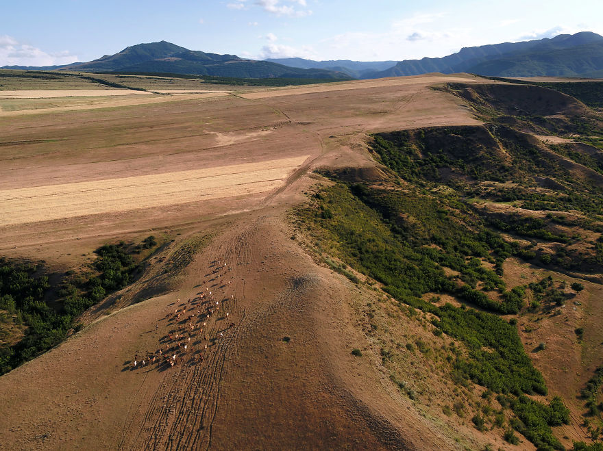 Shepherds Drive Their Herd Into The Hills Near Gori