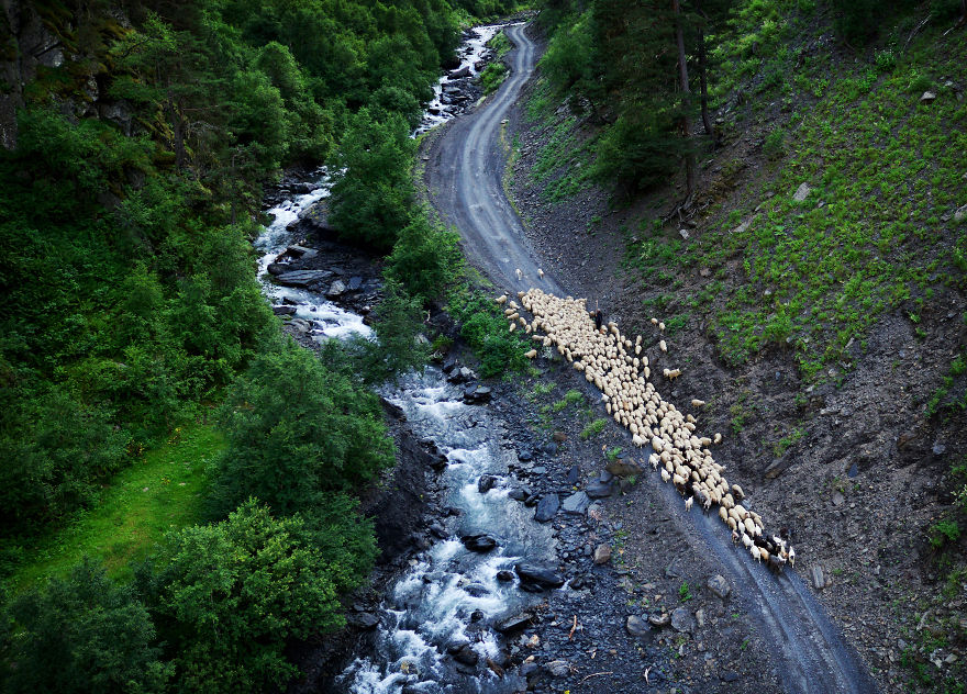A Shepherd Leads His Flock Alongside A River In Tusheti