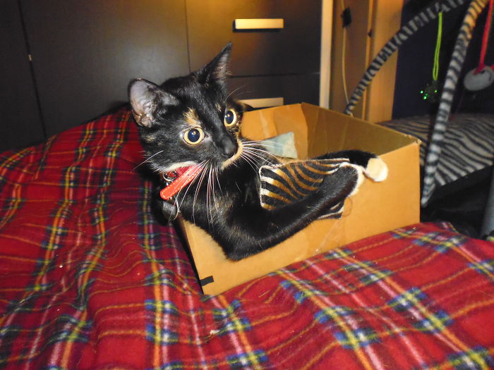 Box? Checked! Catnip Pillow? Checked! Now I Can Travel!