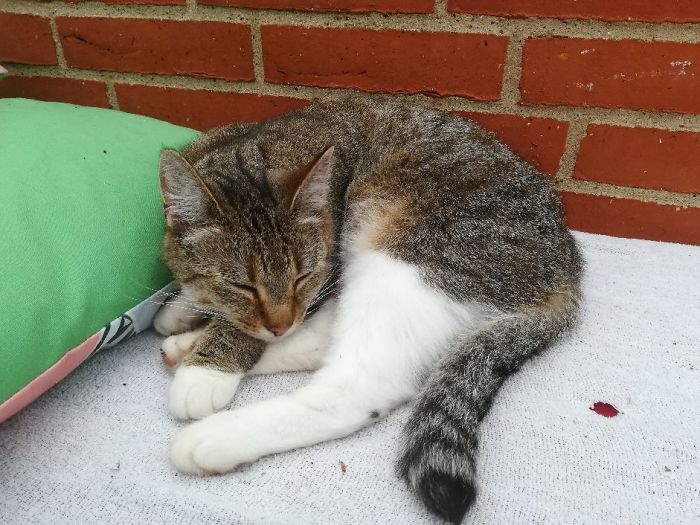 Fido Mis 4 år Senere - Stadig Cute