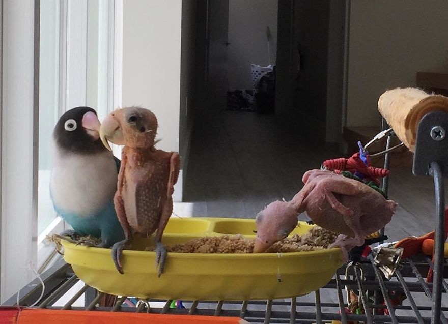 Parrots Who Lost Feathers, Found Love And Happiness Parrots Who Lost Feathers, Found Love And Happiness