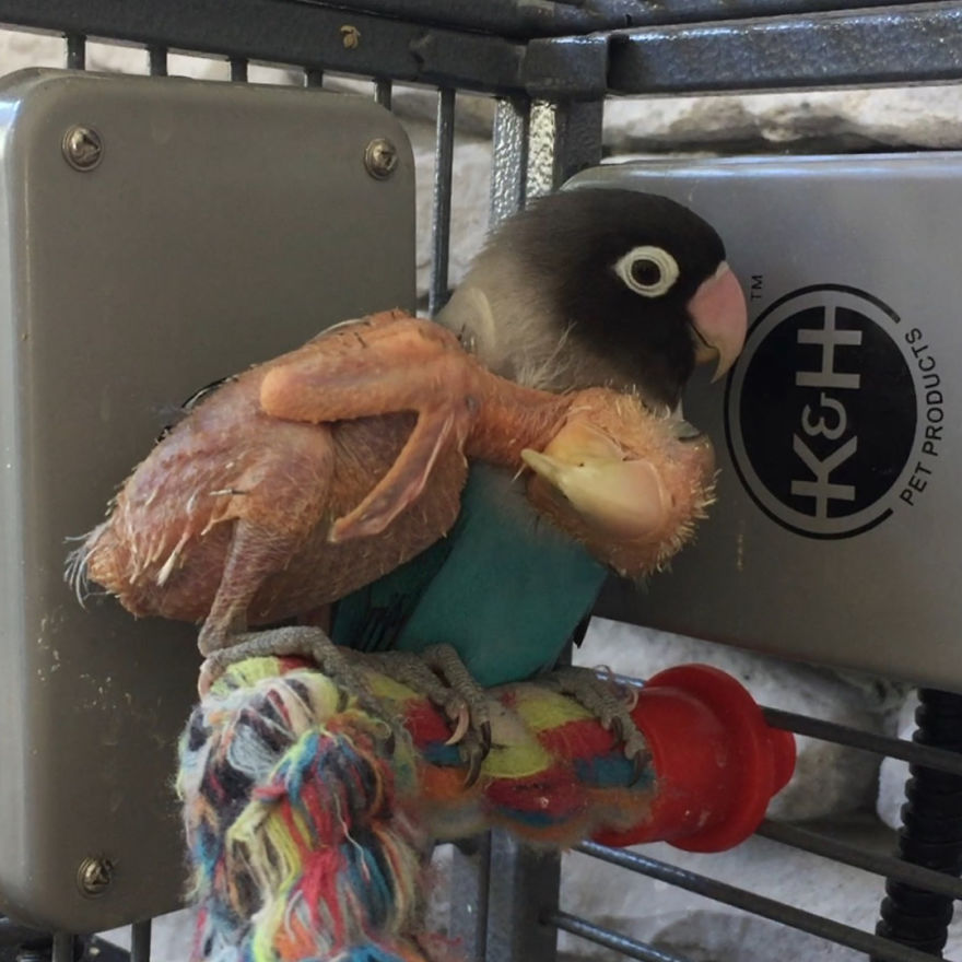 Parrots Who Lost Feathers, Found Love And Happiness Parrots Who Lost Feathers, Found Love And Happiness