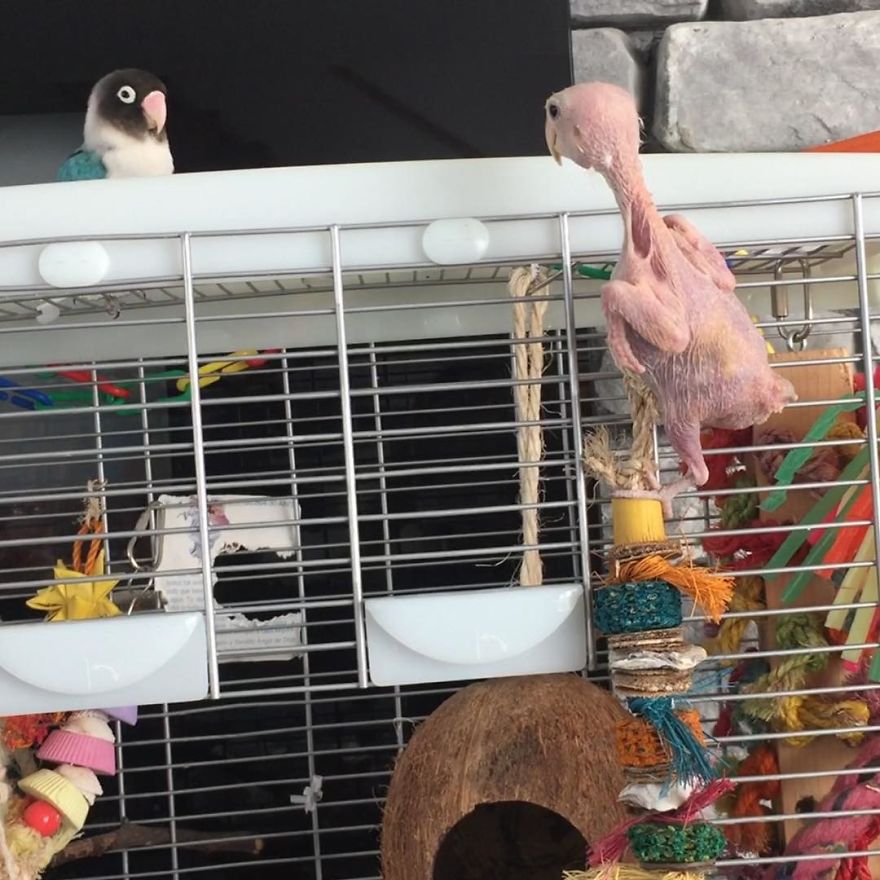 Parrots Who Lost Feathers, Found Love And Happiness Parrots Who Lost Feathers, Found Love And Happiness