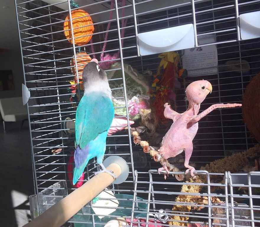 Parrots Who Lost Feathers, Found Love And Happiness