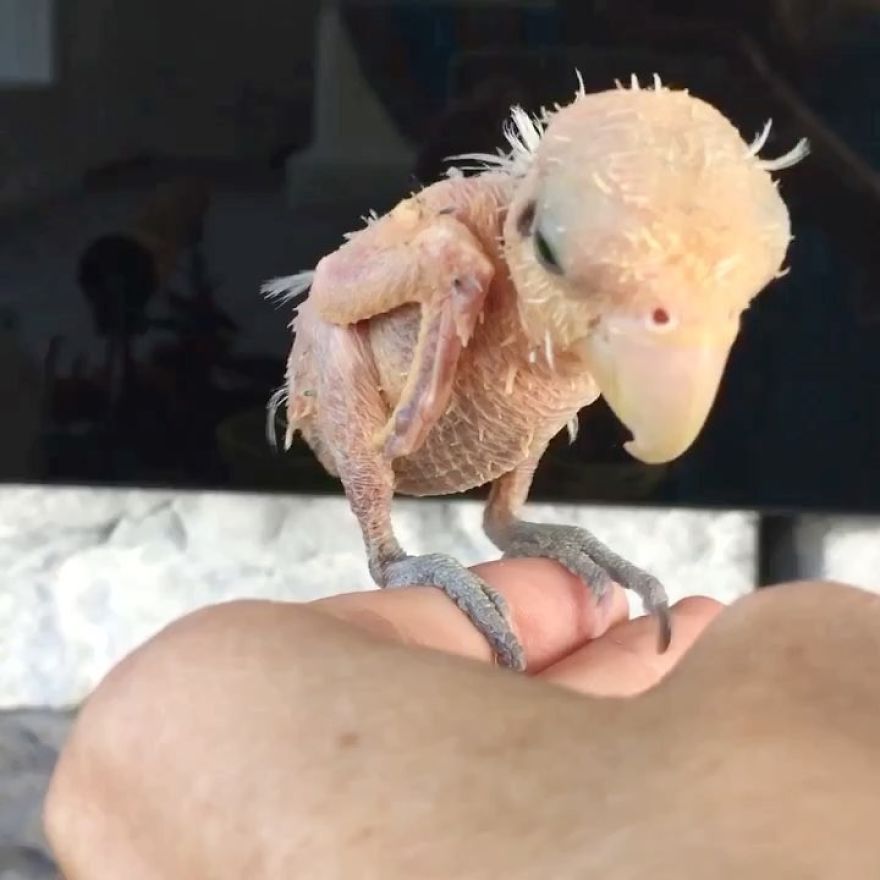Parrots Who Lost Feathers, Found Love And Happiness