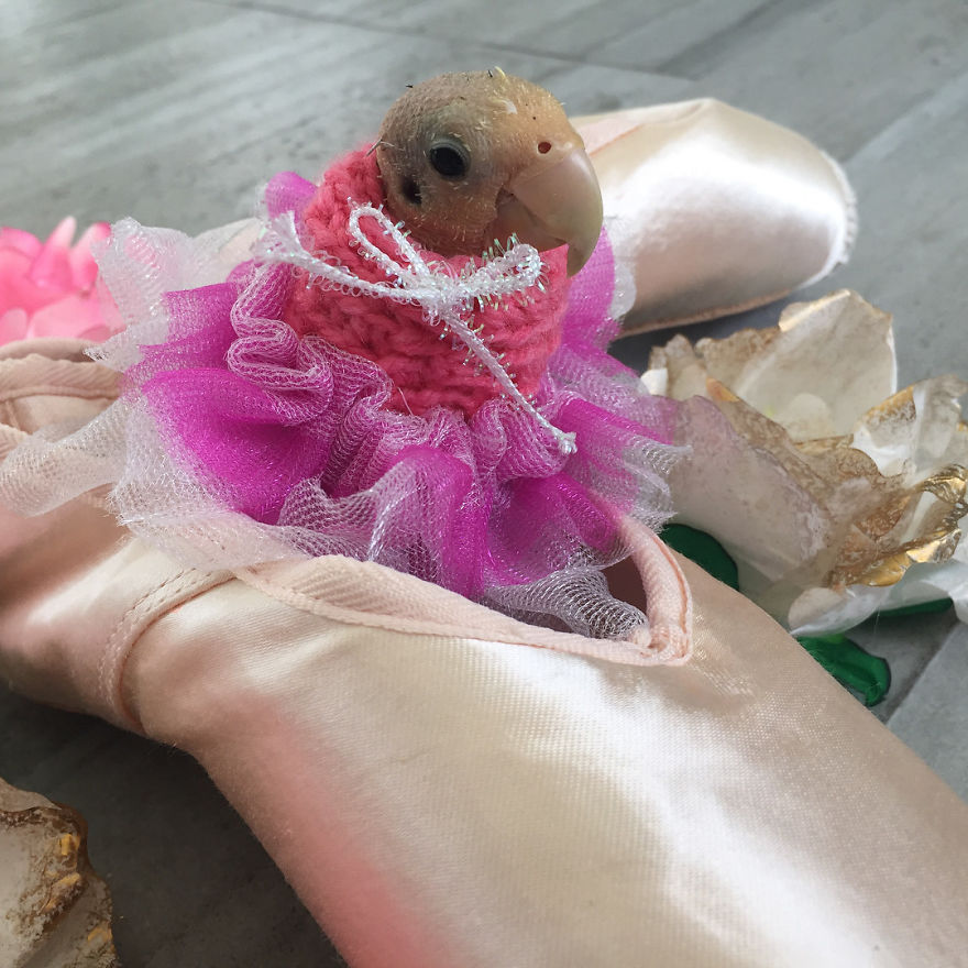 Parrots Who Lost Feathers, Found Love And Happiness Parrots Who Lost Feathers, Found Love And Happiness