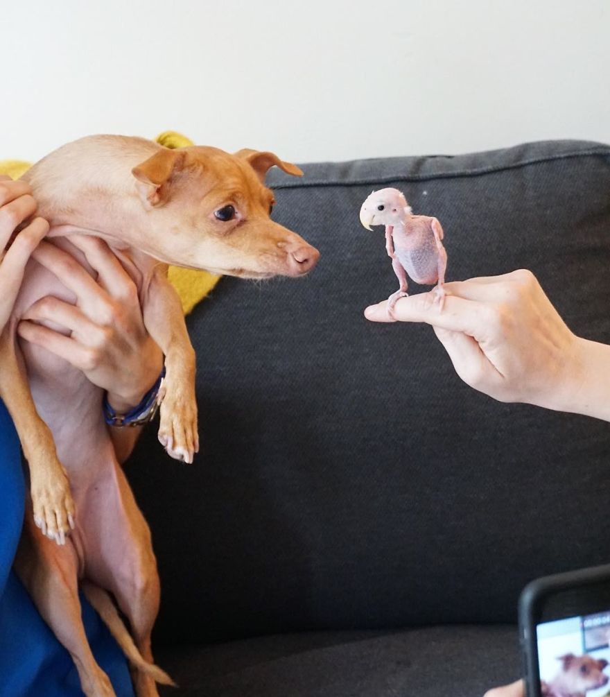 Parrots Who Lost Feathers, Found Love And Happiness