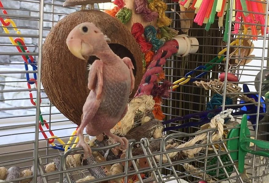Parrots Who Lost Feathers, Found Love And Happiness