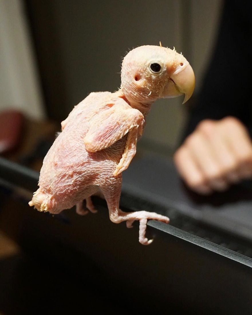 Parrots Who Lost Feathers, Found Love And Happiness Parrots Who Lost Feathers, Found Love And Happiness