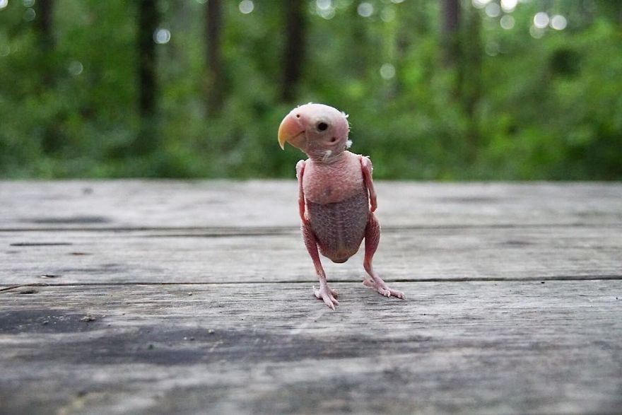 Parrots Who Lost Feathers, Found Love And Happiness Parrots Who Lost Feathers, Found Love And Happiness