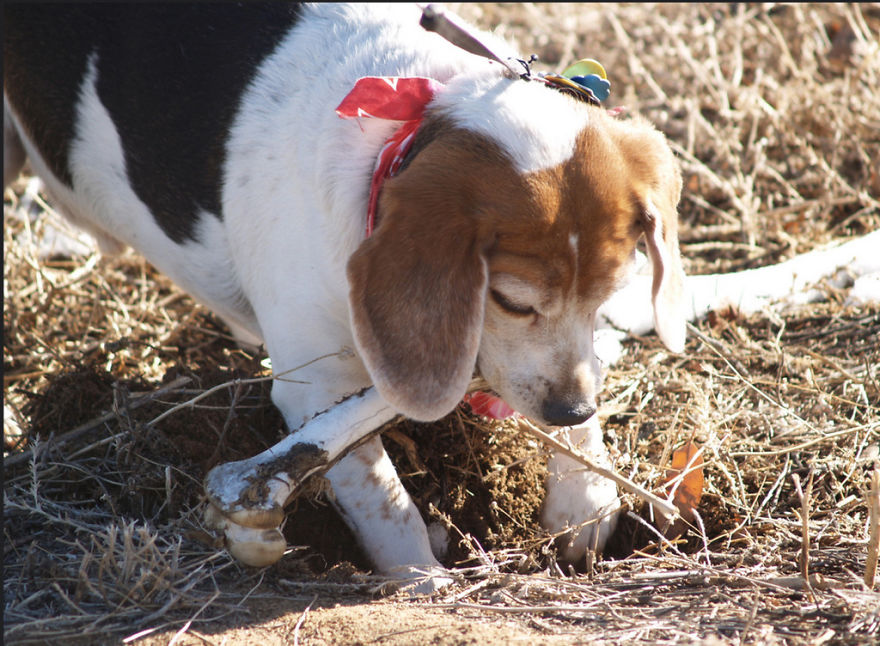 Bury Those Bones! Bury Those Bones!