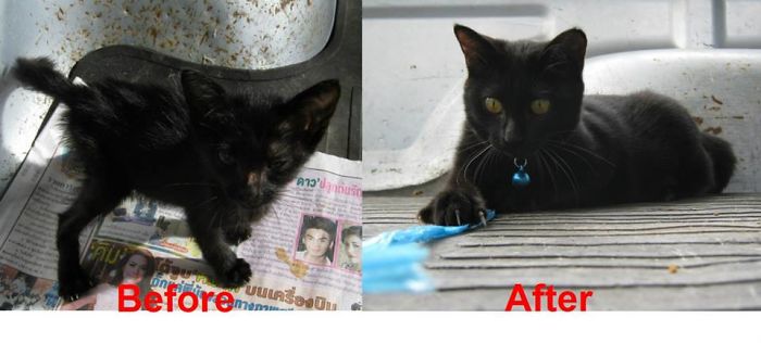 My Black Cat... Devil